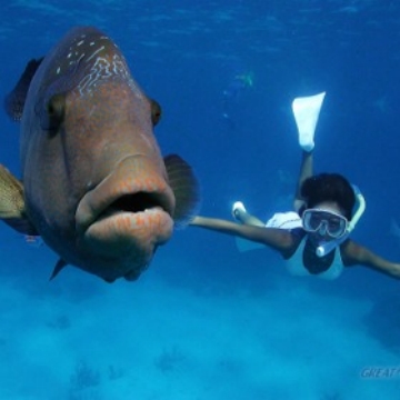 Great Barrier Reef Adventure