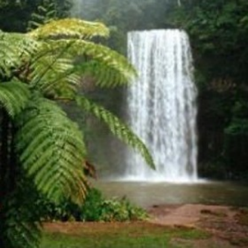 Rainforest At Night