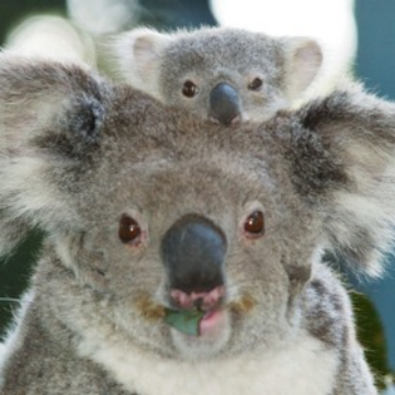 Visit Cairns Kuranda Tour Addon Koala Gardens