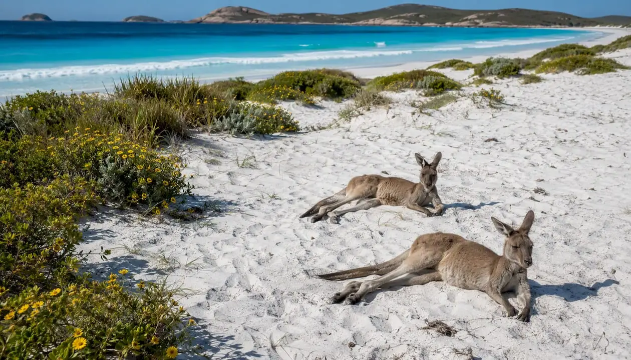 Two kangaroos lie on white sand near bushes, with turquoise sea and distant hills in the background under a partly cloudy sky—a perfect snapshot for anyone wondering where to see kangaroos in their natural habitat.