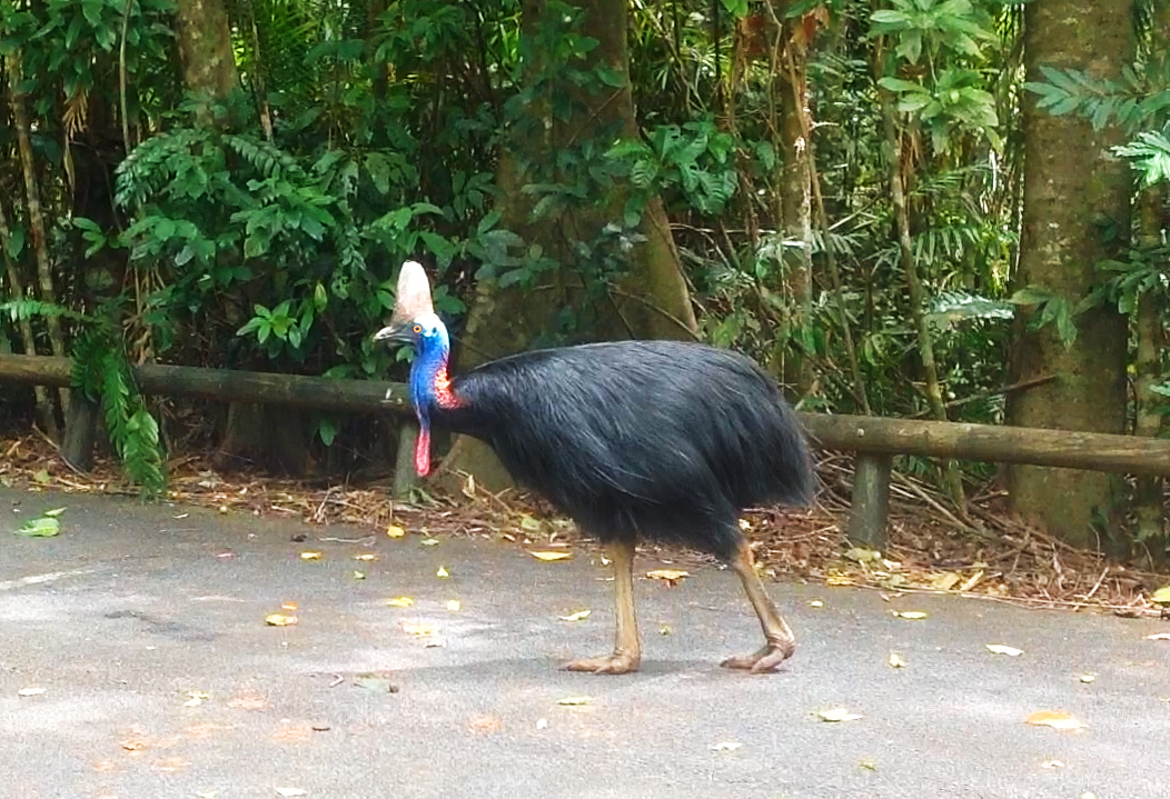 Cassowary Coast