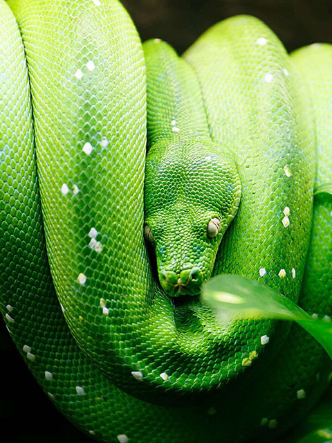Snakes in Cairns